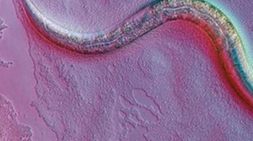 Uzun ömrün sırrı onlarda gizli