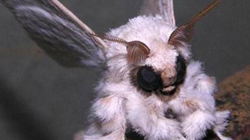 Esrarengiz b&ouml;ceğin sırrı!