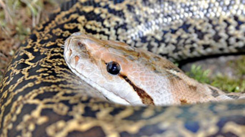 Klozetten piton yılanı çıktı