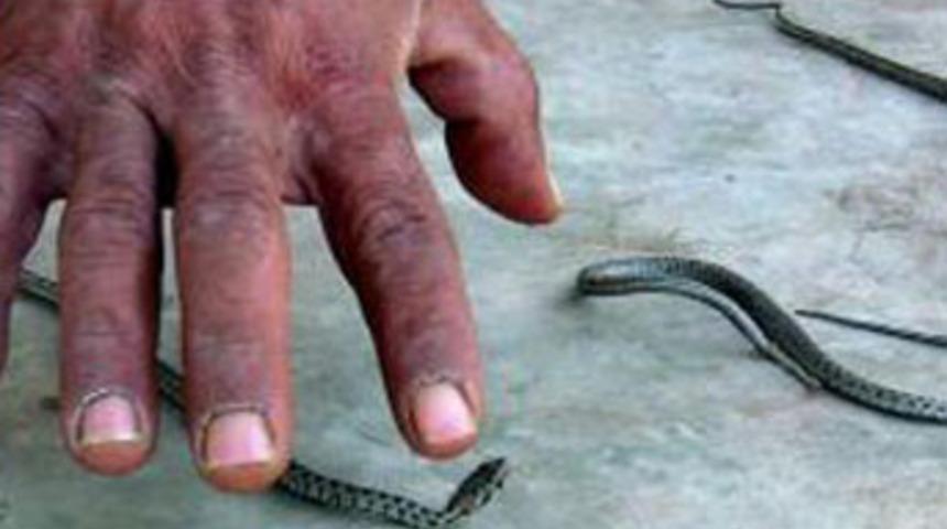 Yılanlar bu evi 25 yıldır terk etmiyor