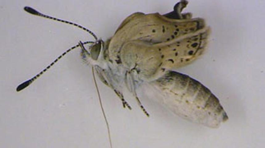 Felaketten mutasyona uğradılar