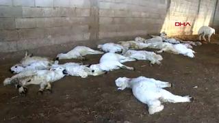 Dehşete düşüren görüntü: Banka kredisi ile aldığı kuzuları, başıboş köpekler parçaladı! 300 bin lira zararı var