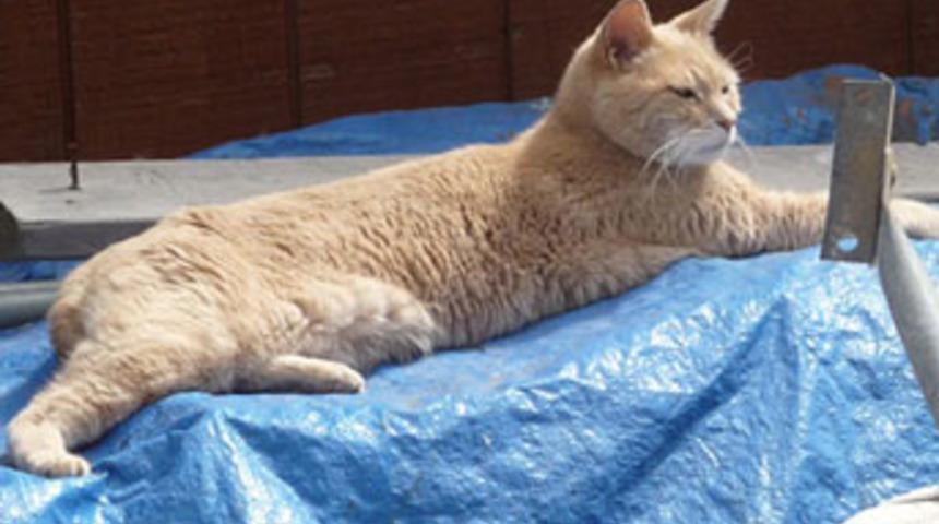 Bu köyün belediye başkanı bir sokak kedisi