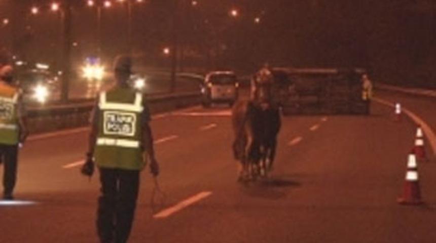 Kurbanlık yüklü TIR kaza yaptı!