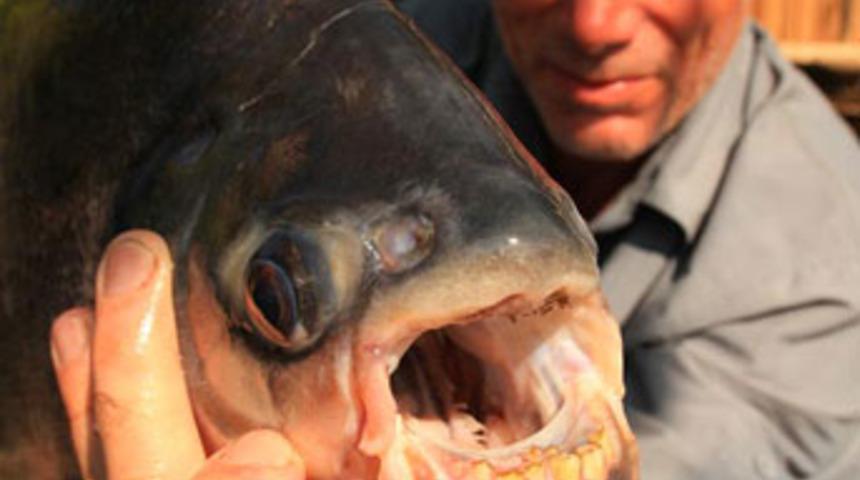 Bu balık &ouml;yle bir yerden ısırıyor ki...