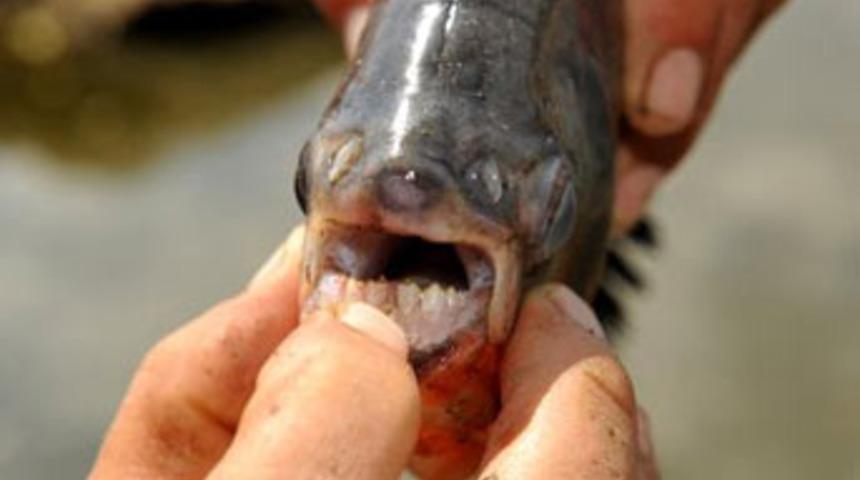 Meri&ccedil; Nehri'nde "pirana" paniği