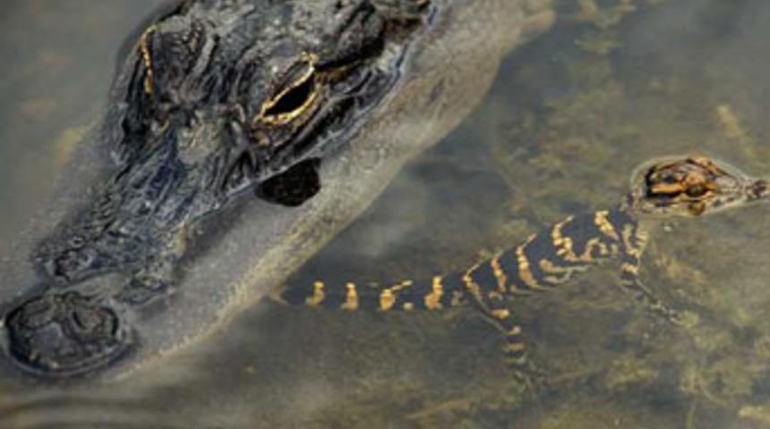 Timsah havuzunda intihar