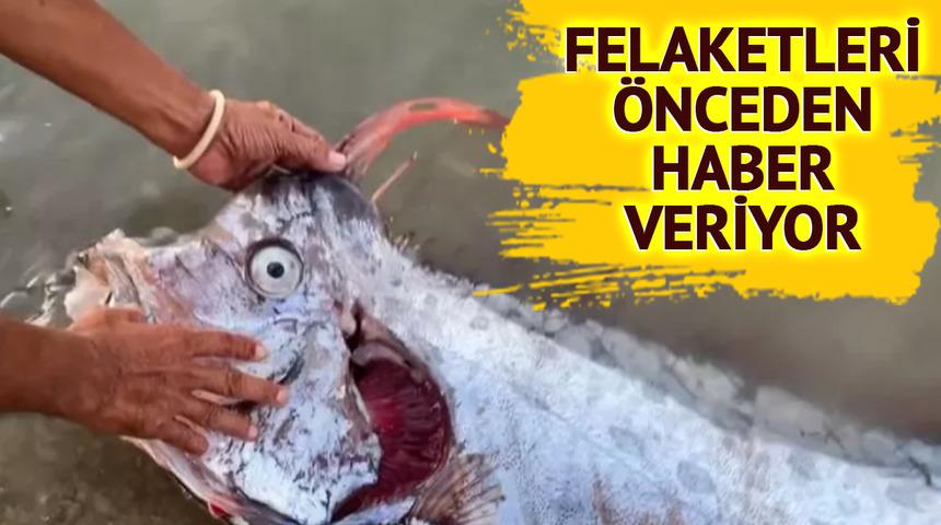 Felaketleri önceden haber veren 'kıyamet balığı' olarak biliniyordu! Tayvan depreminden saatler öncesinde yakalandı... Sosyal medyada gündem oldu