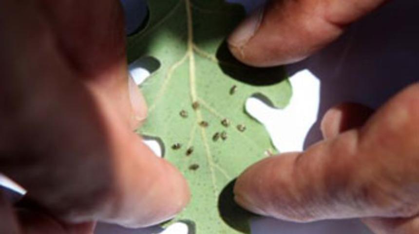 Bolu'yu tahtakuruları bastı