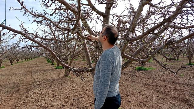 Meyve bahçelerinde görüldü... Tedirginlik yarattı! Vakit kaybetmeden harekete geçildi