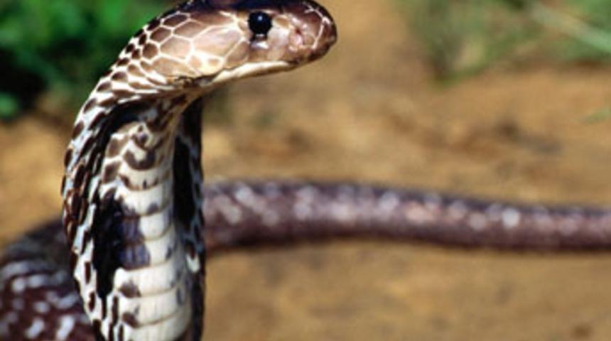 Yılan &ouml;ld&uuml;ren şantiye şefine 300 lira ceza