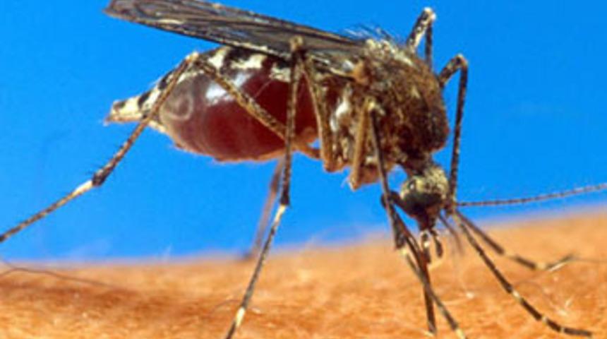 Bilim d&uuml;nyasını ikiye b&ouml;ld&uuml;