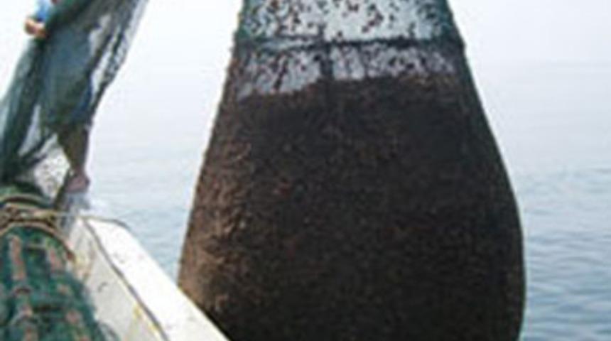 Marmara'yı denizkestanesi istila etmiş