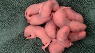 İç çamaşırı çekmecesinde yenidoğan 8 yavru hayvan çıktı! Oraya nasıl girdiklerine dair hiçbir fikrim yok