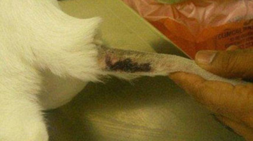 Kediyi fırında pişirirken yakalandı