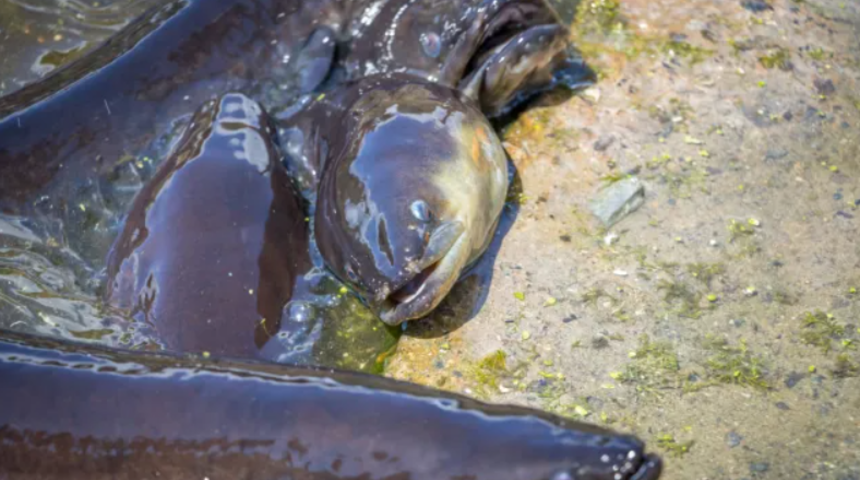 Binlerce yılan balığı ölü bulundu! Gizemini koruyor: Kimse nedenini bilmiyor... Araştırmalar devam ediyor 