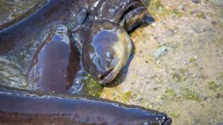 Binlerce yılan balığı ölü bulundu! Gizemini koruyor: Kimse nedenini bilmiyor... Araştırmalar devam ediyor 