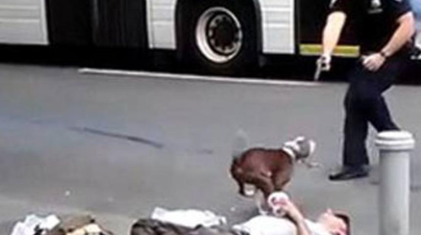 O sadece sahibini korumaya çalışıyordu...