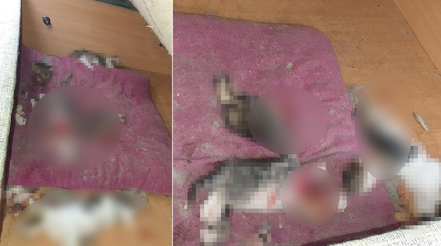 Yer: Ankara! Kan donduran vahşet: Kafaları kopartılmış halde bulundu... Erdal Beşikçioğlu: 'Olayın takipçisi olacağız'