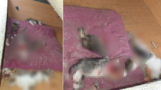 Yer: Ankara! Kan donduran vahşet: Kafaları kopartılmış halde bulundu... Erdal Beşikçioğlu: 'Olayın takipçisi olacağız'