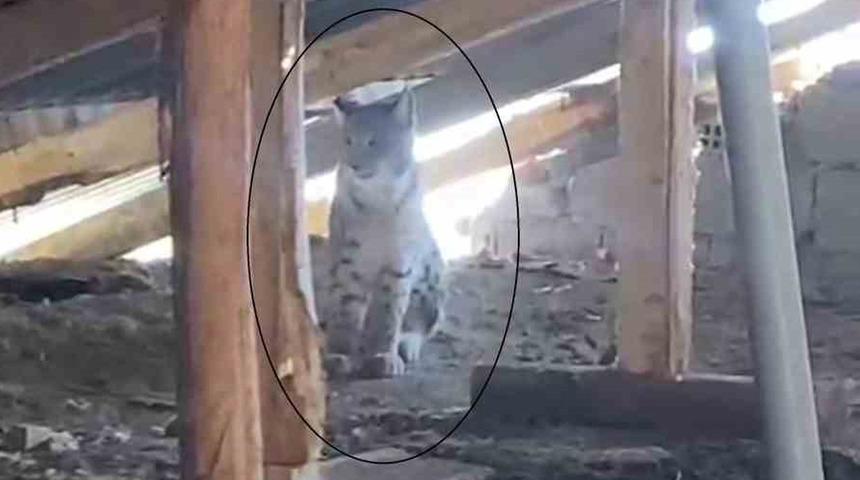 'Ormanın hayaleti' bu sefer çatı arasında görüntülendi