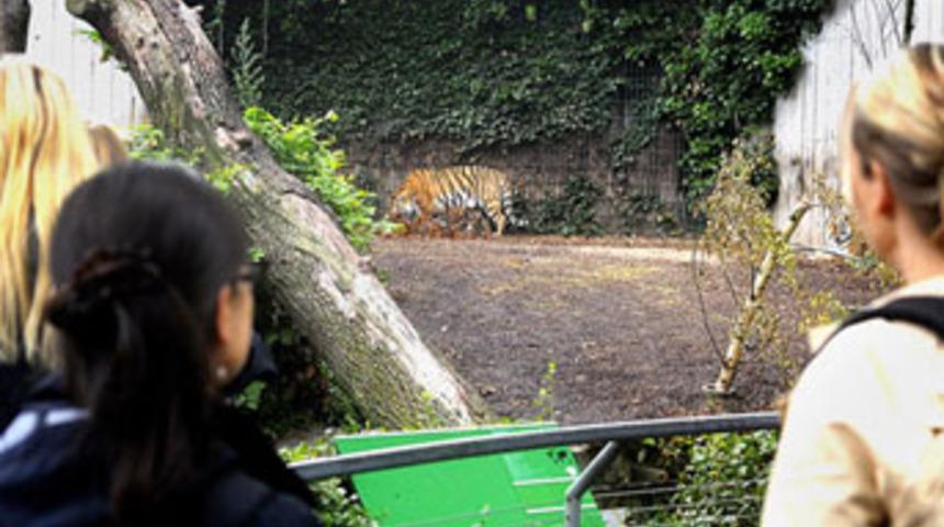 Hayvanat bahçesine giren genci parçaladılar!