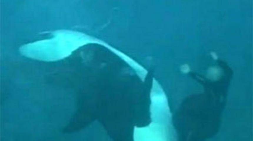 Havuzda katil balina dehşeti