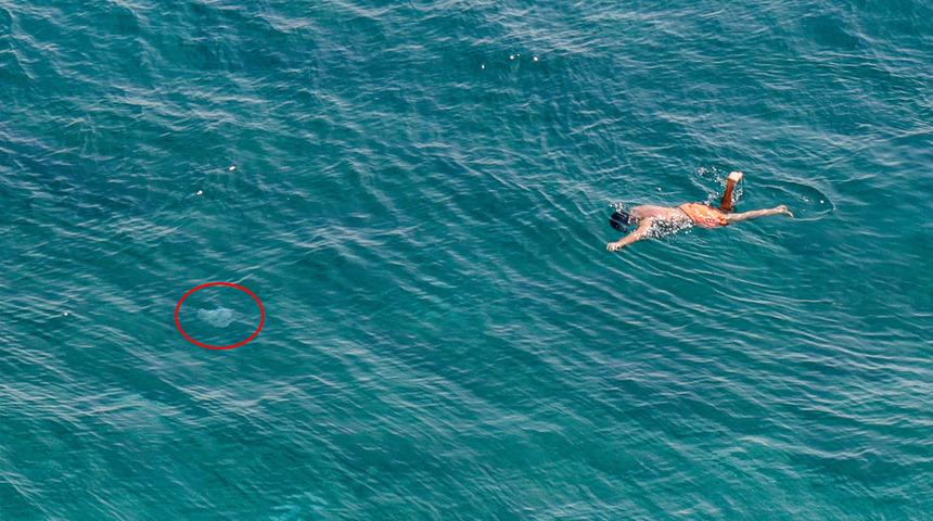 Yüzerken fark ettiler! Panikle sudan çıkmaya çalıştılar... 10 metrekareye 1 tane düşüyor