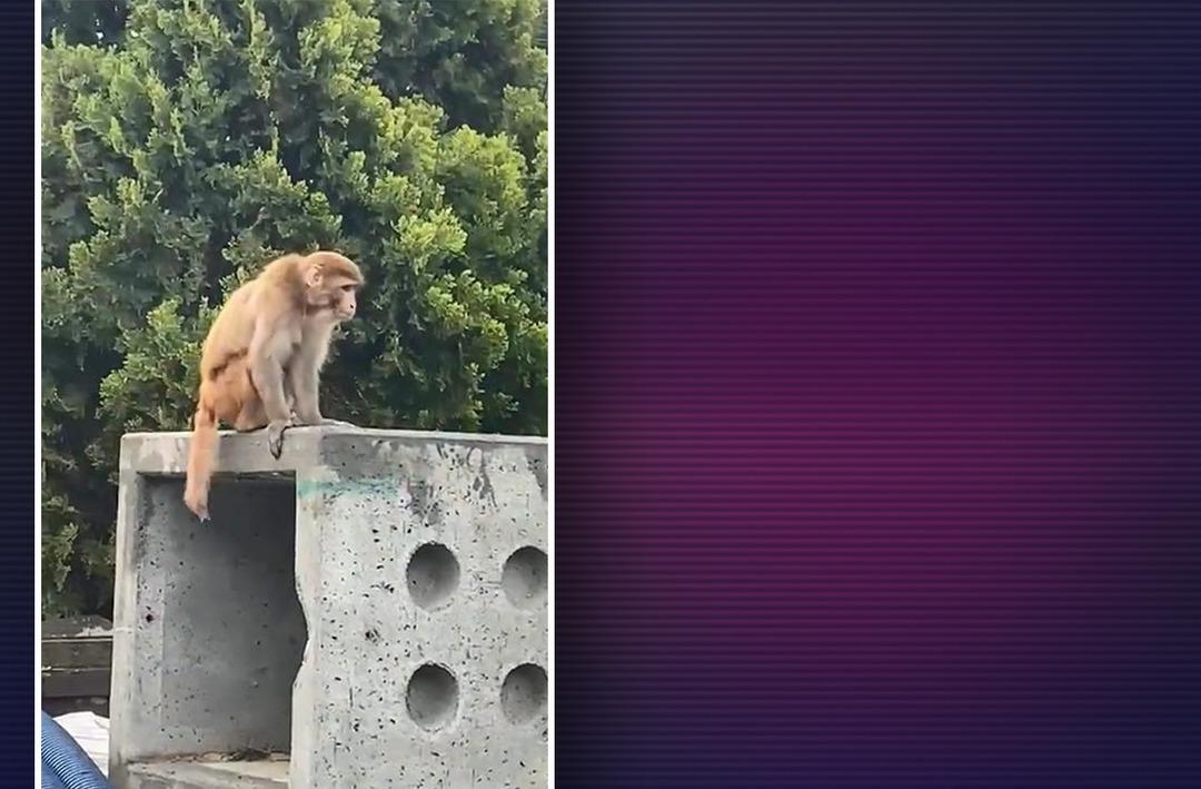 İstanbul Fatih'te maymun paniği! Kimi telefona sarıldı, kimi yakalamaya &ccedil;alıştı