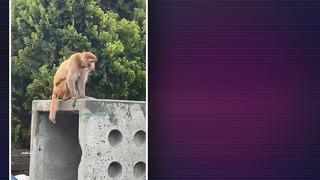 İstanbul Fatih'te maymun paniği! Kimi telefona sarıldı, kimi yakalamaya çalıştı