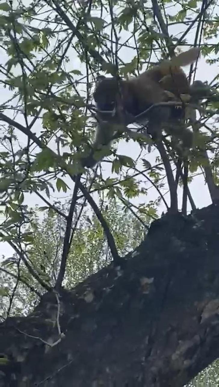 İstanbul Fatih'te maymun paniği! Kimi telefona sarıldı, kimi yakalamaya çalıştı G1