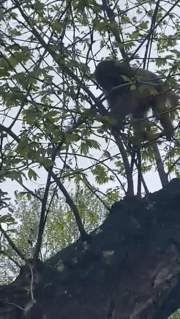 İstanbul Fatih'te maymun paniği! Kimi telefona sarıldı, kimi yakalamaya çalıştı G3