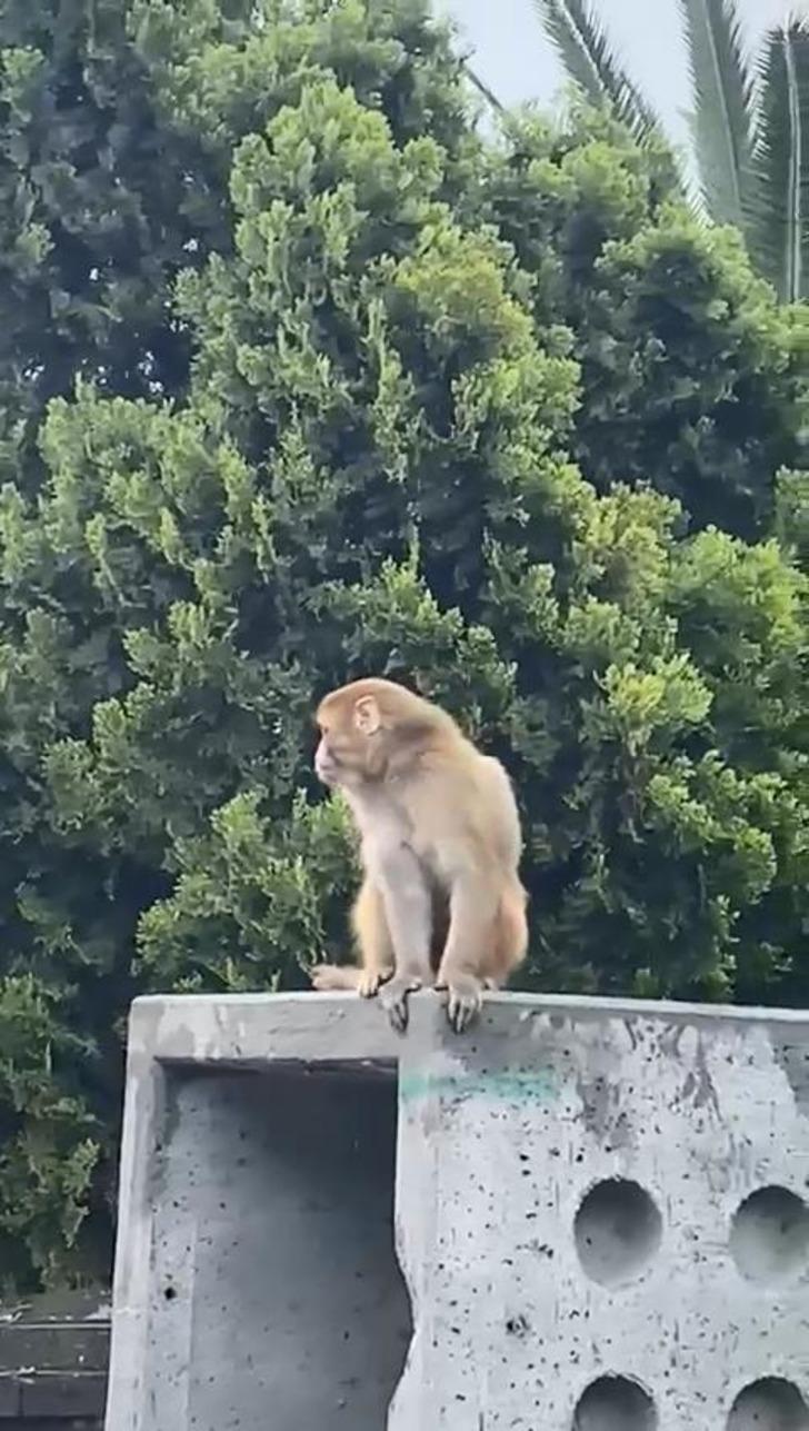 İstanbul Fatih'te maymun paniği! Kimi telefona sarıldı, kimi yakalamaya çalıştı G4