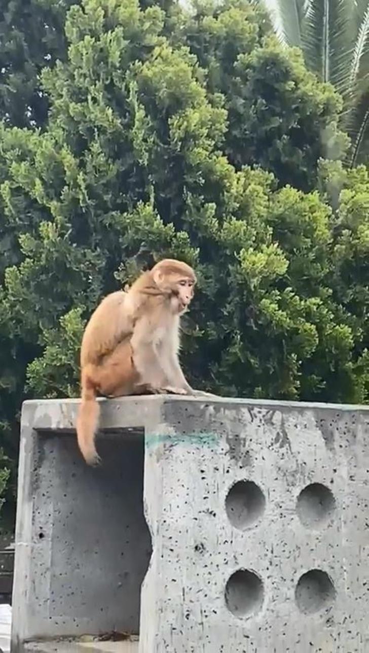 İstanbul Fatih'te maymun paniği! Kimi telefona sarıldı, kimi yakalamaya çalıştı G5