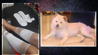 Adana'da 'Çin Aslanı' dehşeti! Diğer köpekten kıskandı sahibinin bacağını parçaladı