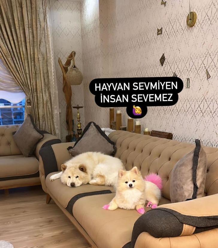 Adana'da 'Çin Aslanı' dehşeti! Diğer köpekten kıskandı sahibinin bacağını parçaladı G1
