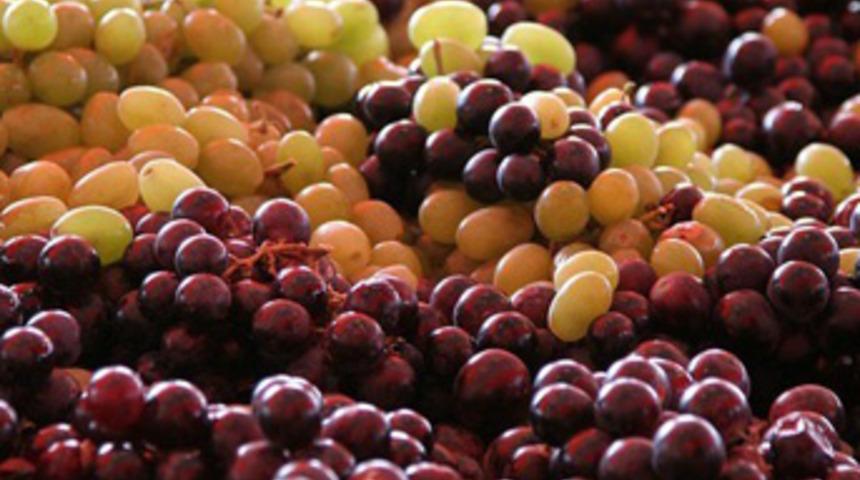 'Türk üzümünde kimyasal ilaç var'