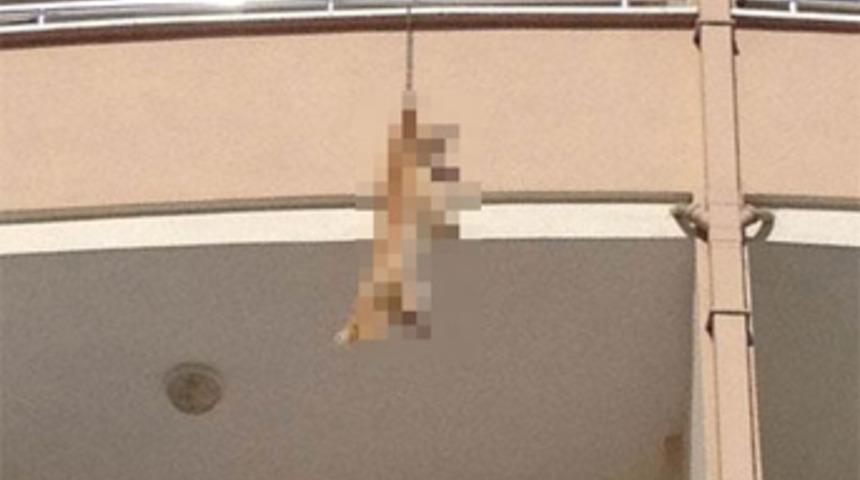 Terkedilen köpek intihar etti!