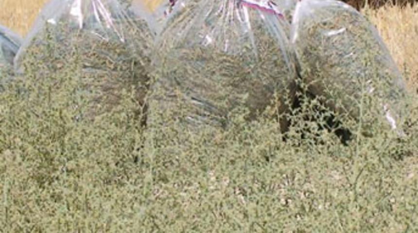 Polislerin g&ouml;z&uuml;n&uuml;n &ouml;n&uuml;ne ekmişler