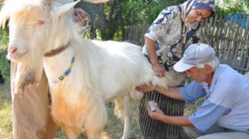 Atas&ouml;z&uuml; ger&ccedil;ek oldu; Teke'den s&uuml;t &ccedil;ıktı