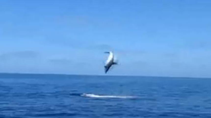 Akrobatik k&ouml;pekbalığı