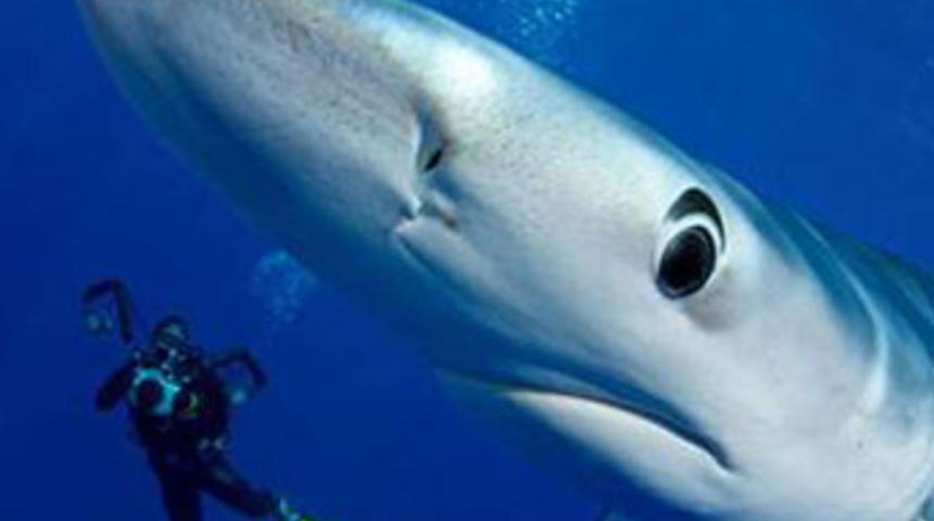 İri gözlü köpekbalığı 'Günün karesi' oldu