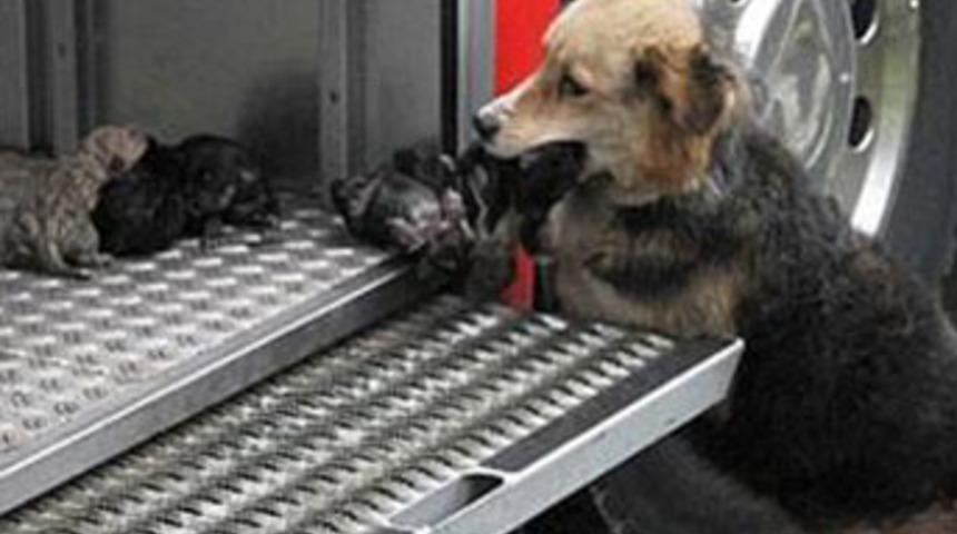 K&ouml;pek yavrularını yangından b&ouml;yle kurtardı