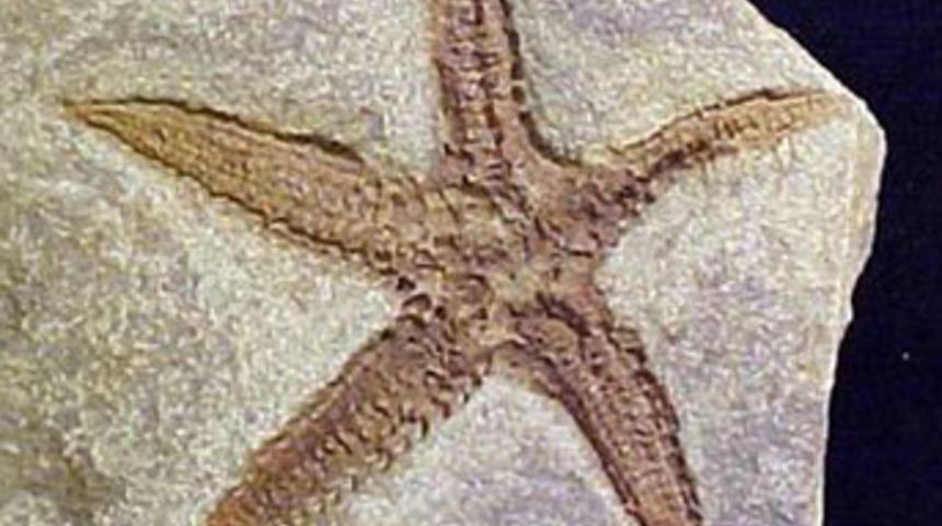 &Ccedil;antasından 60 milyon yıllık fosil &ccedil;ıktı