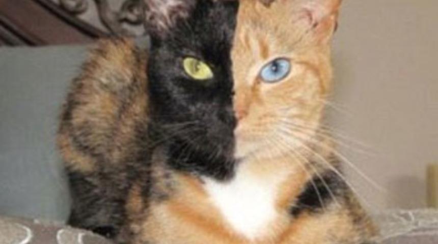 &ldquo;İki y&uuml;zl&uuml;&rdquo; kedi g&ouml;renleri şaşırtıyor