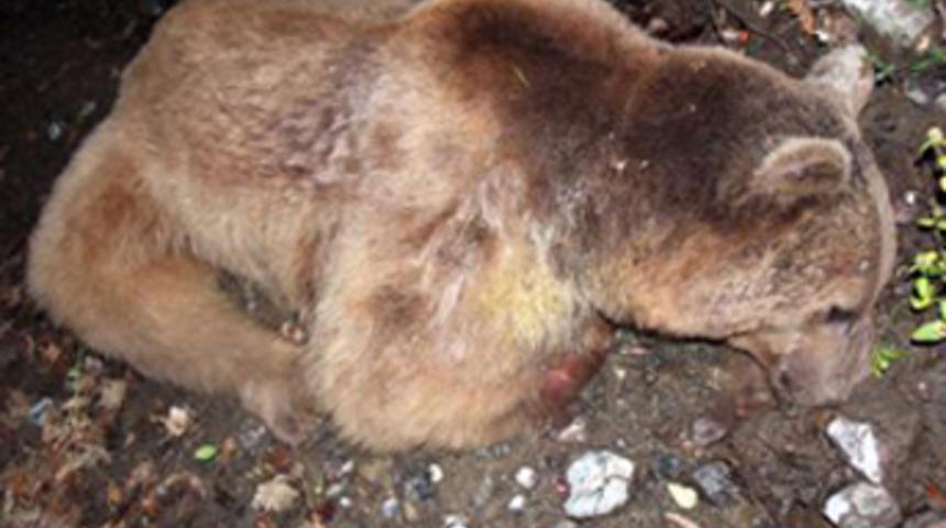 Ayı saldırısı: 1 &ouml;l&uuml; 2 yaralı!