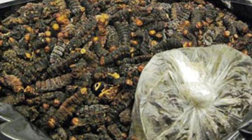 Bavulundan 15 kilo kurutulmuş tırtıl çıktı
