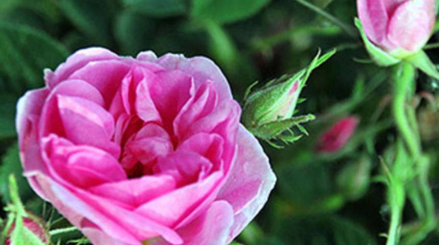 Gramı 15,5 liraya y&uuml;kseldi!