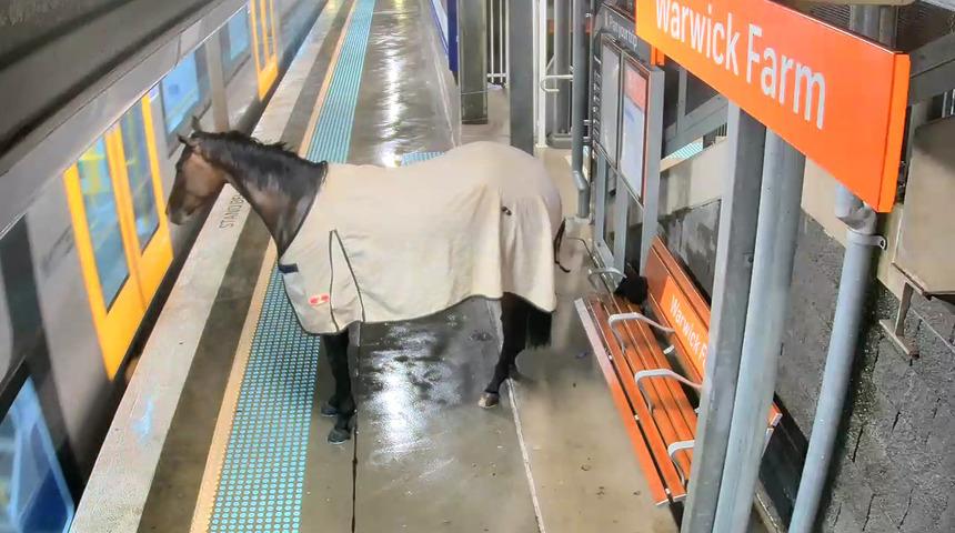 Sahibi kayıp ihbarı yapmıştı! Şaşkına çeviren görüntü... Kaçan yarış atı tren istasyonuna daldı