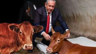 İsrail kehanetlerden medet umar hale geldi! Dolaşıma sokulan fotoğraf din savaşlarının ilk kıvılcımı olabilir: Dalga dalga yayılacak